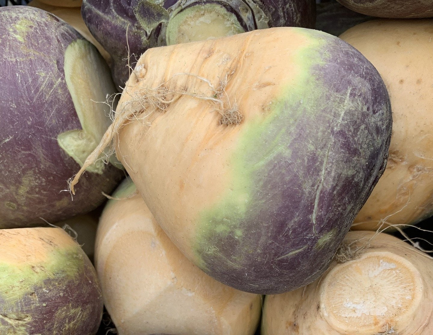 Lot de 200 Graines Chou Navet Rutabaga Jaune à Collet Rouge - Variété Savoureuse et Tendre Garantie 