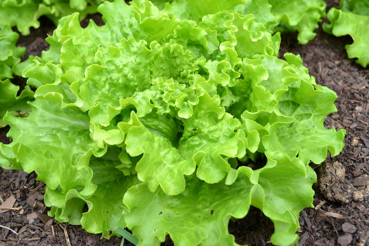 Lot de 500 Graines Laitue Pierre Benite - Variété Ancienne et Frisée Facile à Cultivée 100 % Reprodu