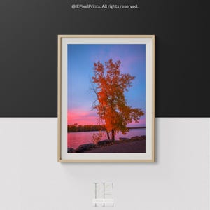 Peut inclure: Impression encadrée d'un paysage avec un arbre aux feuilles orange vif se détachant sur un ciel de coucher de soleil coloré. L'arbre se dresse près d'un plan d'eau, avec un ciel rose et bleu en arrière-plan. L'œuvre est dans un cadre en bois clair.