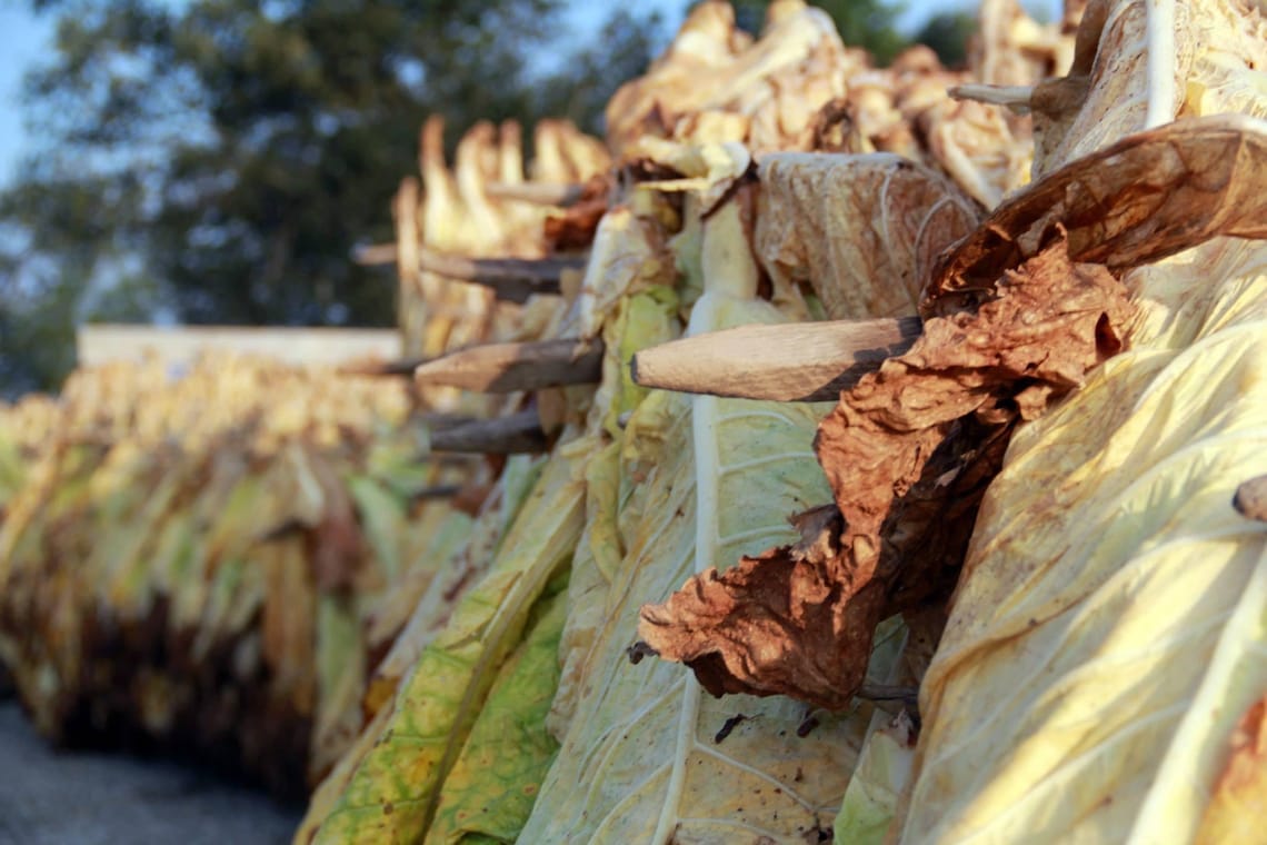 Authentic Tobacco Sticks Etsy