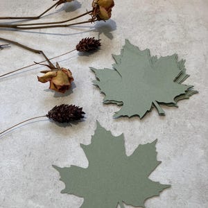 May include: Sage green maple leaf cutouts with a textured surface, alongside dried roses and seed pods. The leaves are arranged on a light grey background, creating a natural, autumnal theme. Ideal for crafting or seasonal decor.