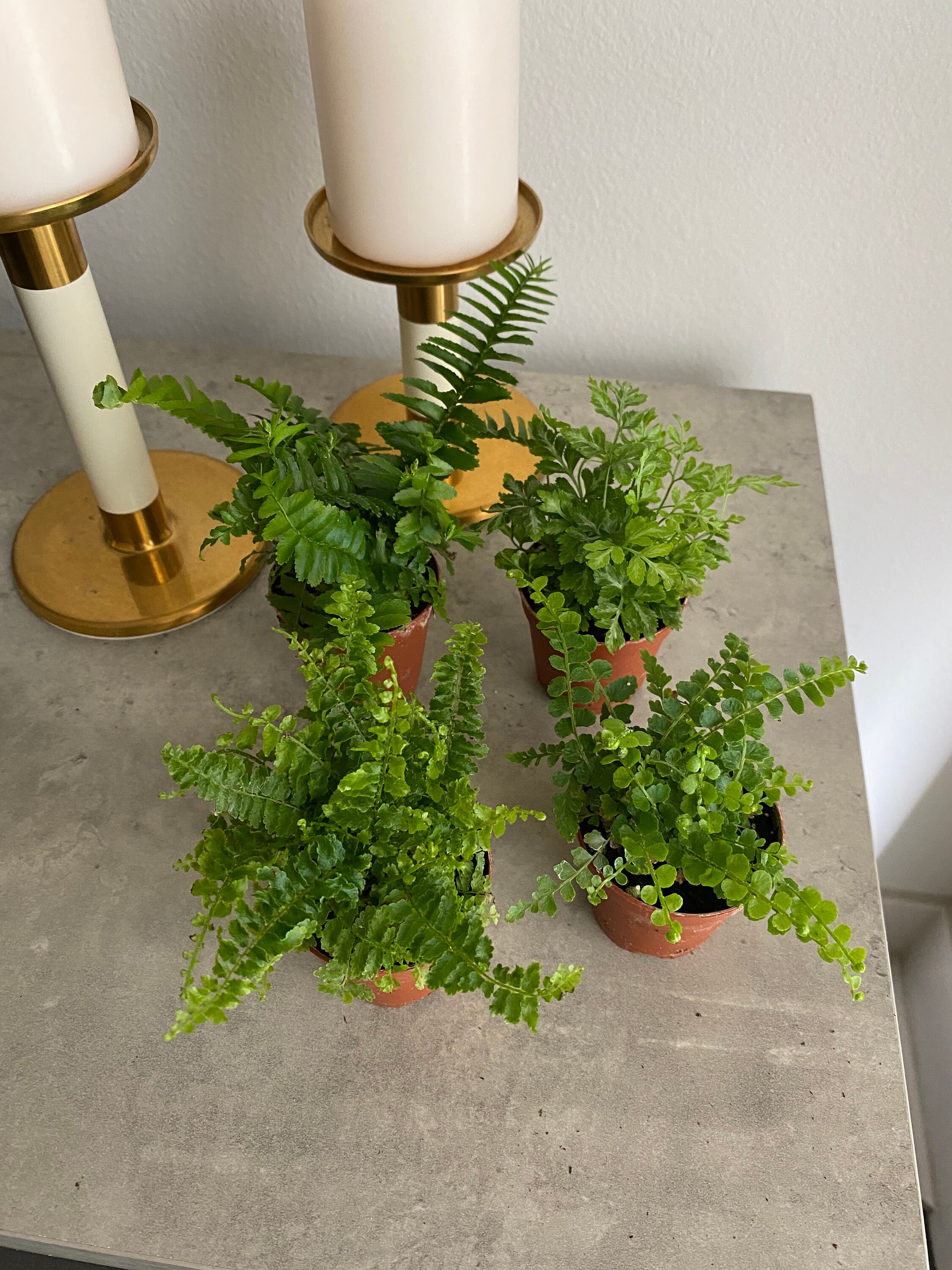 2" Assorted Mini Ferns / Lemon Button / Boston / Lady Fern / Crinkle Fern / Silver Lace Fern Terrarium plants