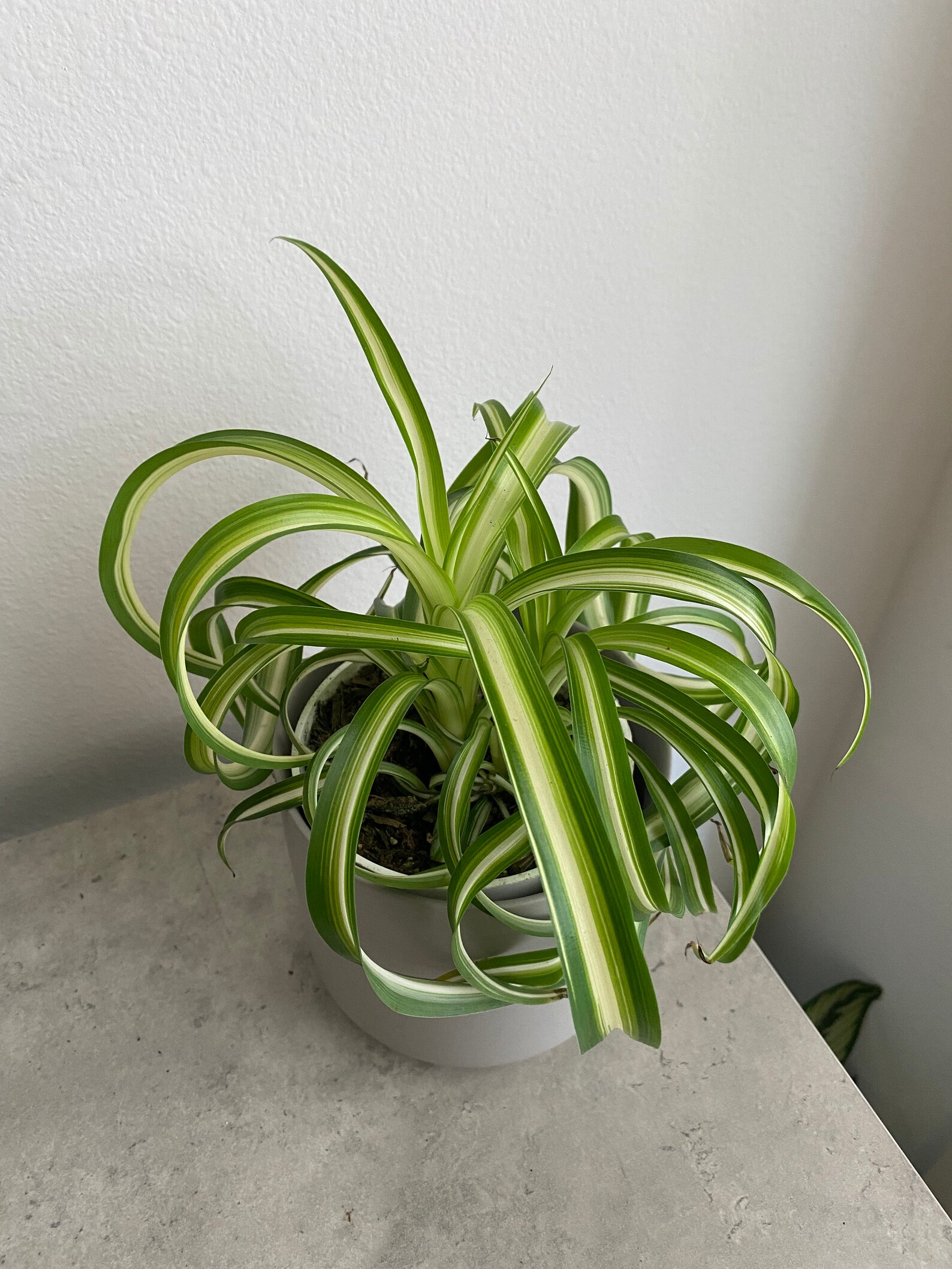 4 Spider Plant Bonnie �Chlorophytum comosum� Etsy