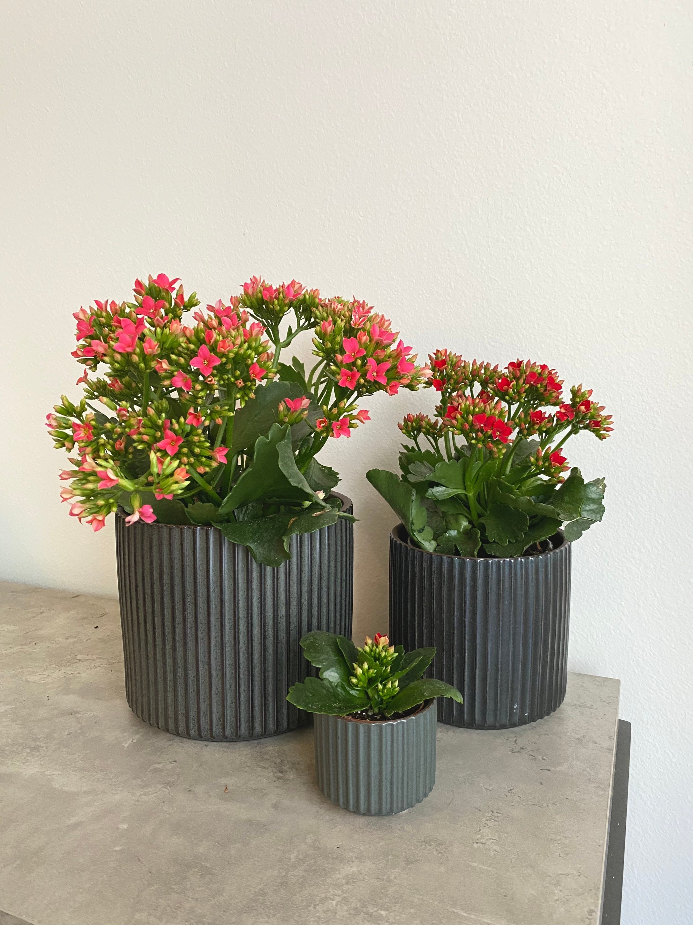 4 6 Kalanchoe Plants / Live Flaming Katy Flowering Etsy