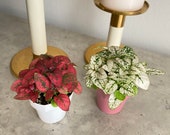 2 quot Polka Dot plant 39 hypoestes phyllostachya 39 freckle face pet safe air purifying
