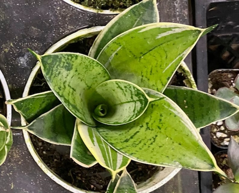 4 Bird�s Nest Snake Plant / Sansevieria trifasciata Etsy