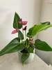 4' Anthurium / Flowering Air Purifying House Plant 