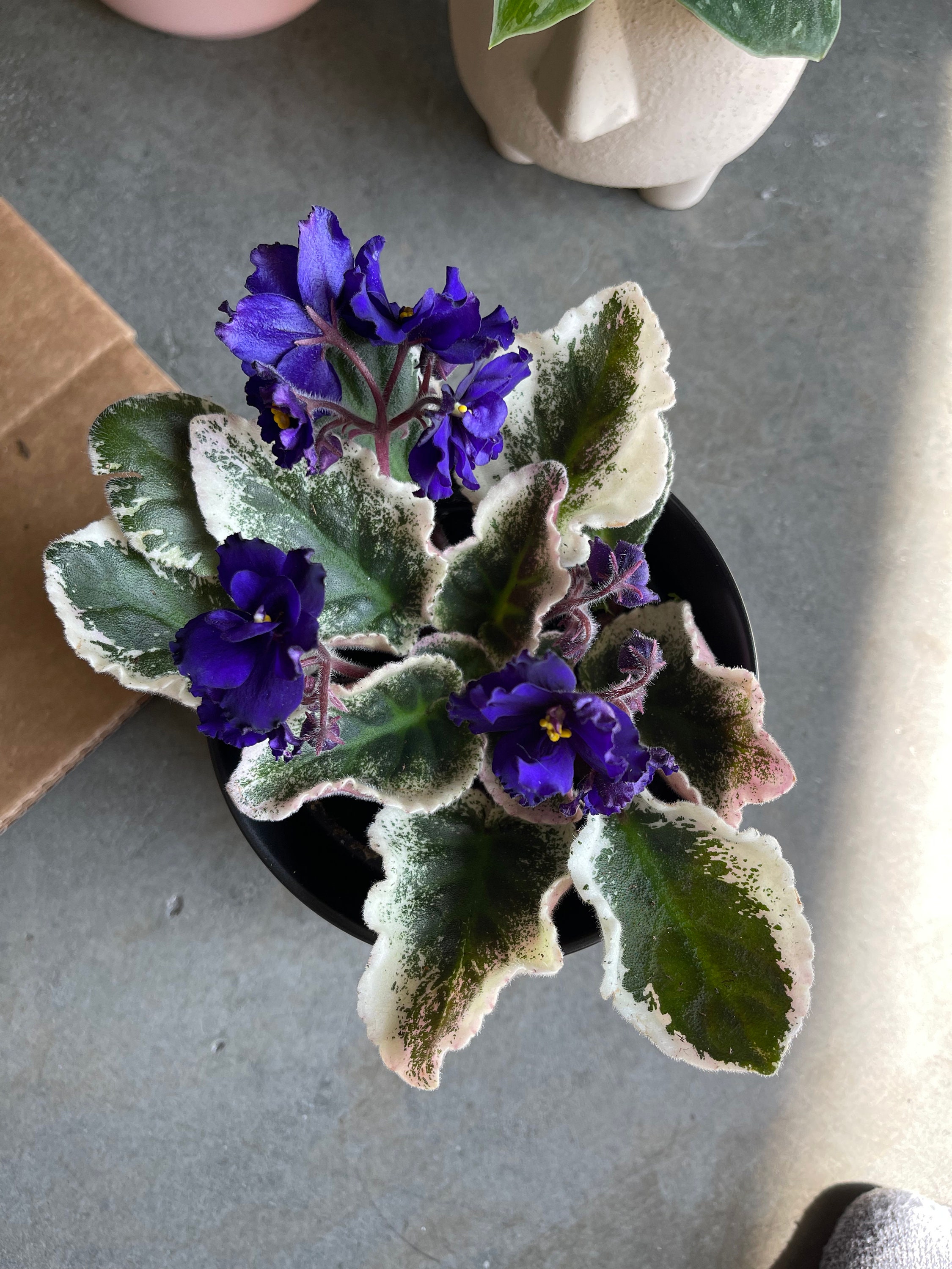 Rare Variegated African Violet's 'Rob's Macho Etsy