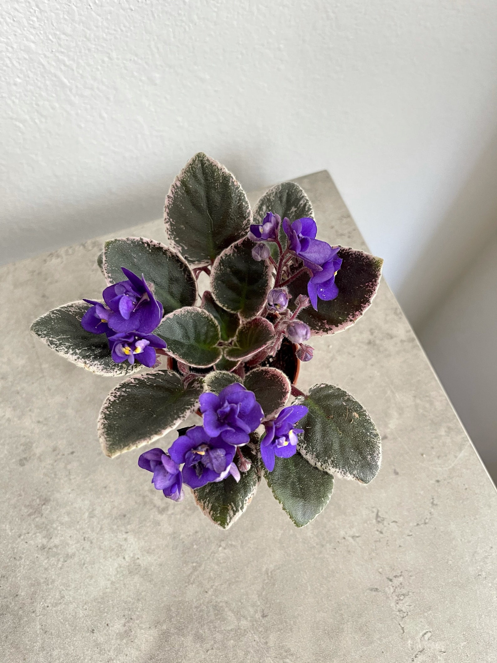 2 Rare Variegated African Violet 'optimara Etsy
