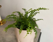 2 quot 4 quot Lemon Button Fern 39 Nephrolepis cordifolia Duffii Live fern plant pet safe terrarium plants air purifying plant