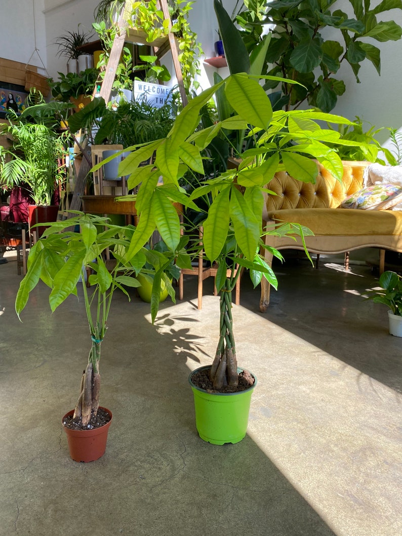 4 6 Money Tree House Plant / Lunar New Year / Guiana Etsy