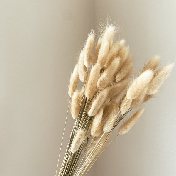 Bunny Tails, Vase Filler, Kücheninsel Dekor, natürliche getrocknete Blumen, Herzstück Vase, moderne Herbstdekor, Boho-Wohndekor, Hochzeitsbogen