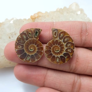 May include: Two halves of a fossilized ammonite shell, showcasing intricate spiral patterns in shades of brown and tan. The cut reveals the internal chambers, creating a detailed natural design. The fossil is held in a hand.