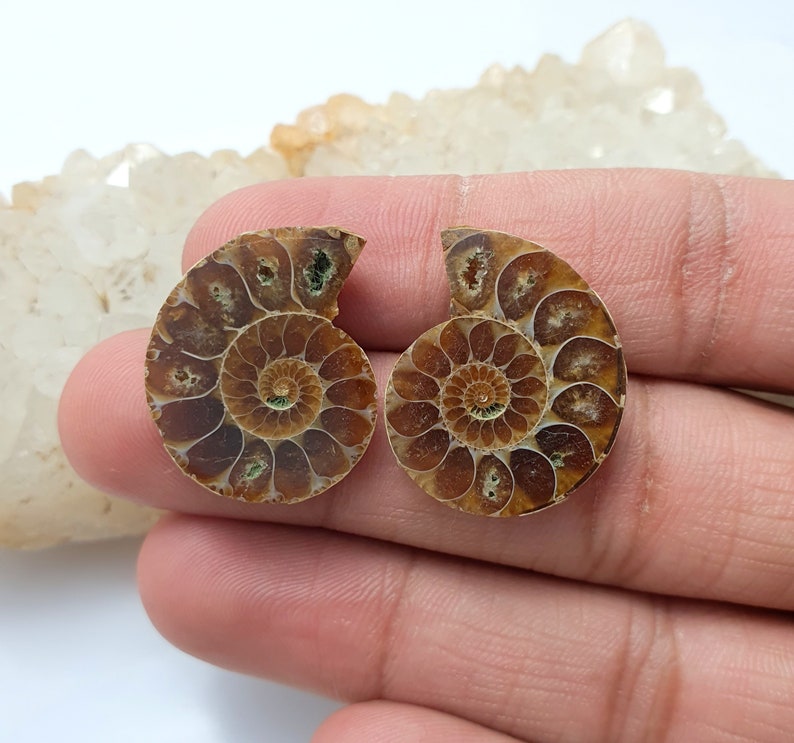 May include: Two halves of a fossilized ammonite shell, showcasing intricate spiral patterns in shades of brown and tan. The cut reveals the internal chambers, creating a detailed natural design. The fossil is held in a hand.