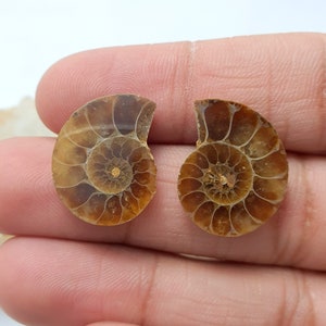 May include: Two halves of a fossilized ammonite shell, showcasing intricate spiral patterns. The shells are a warm brown color with a golden center, revealing the internal chambers. The fossil is held in a hand against a white background.