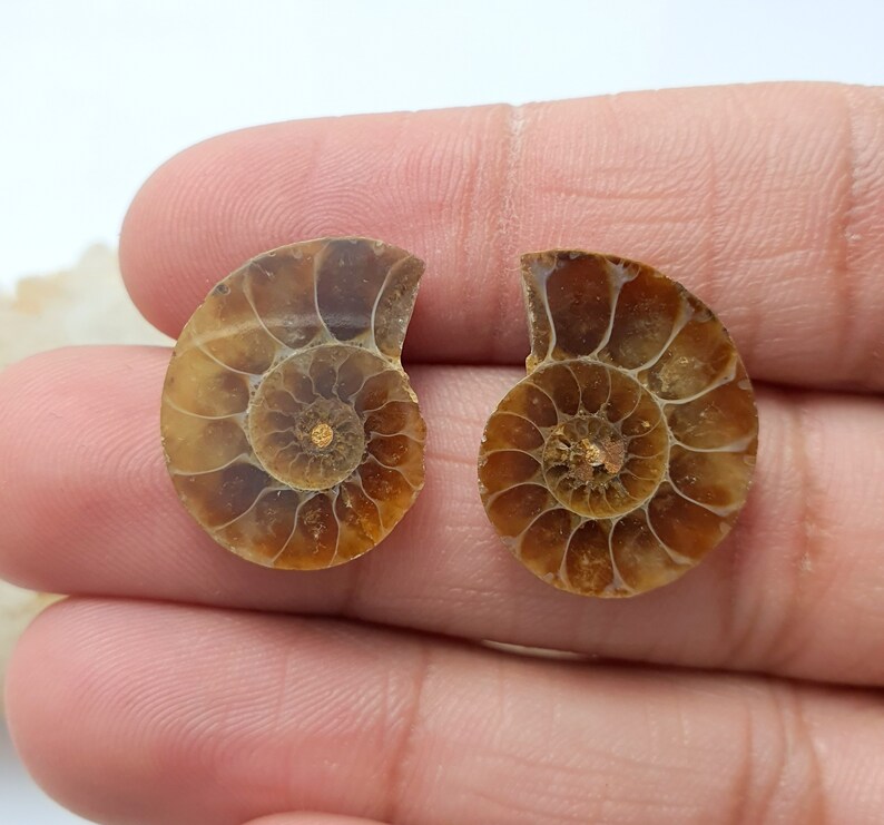 May include: Two halves of a fossilized ammonite shell, showcasing intricate spiral patterns. The shells are a warm brown color with a golden center, revealing the internal chambers. The fossil is held in a hand against a white background.