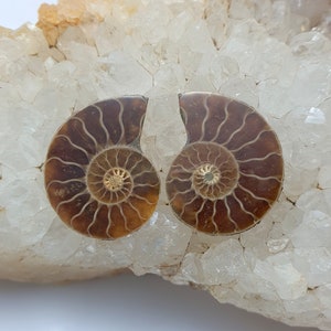 May include: Two polished ammonite fossils, showcasing intricate spiral patterns in shades of brown and tan. The fossils are set against a backdrop of clear, crystalline quartz, highlighting their natural beauty and geological significance.