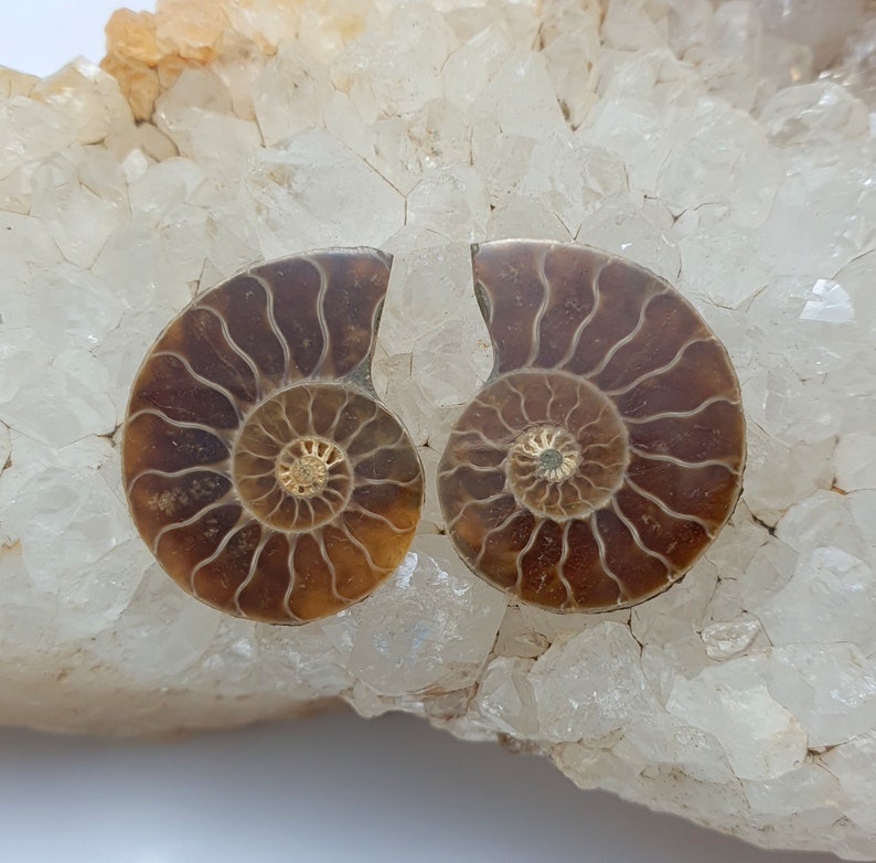 May include: Two polished ammonite fossils, showcasing intricate spiral patterns in shades of brown and tan. The fossils are set against a backdrop of clear, crystalline quartz, highlighting their natural beauty and geological significance.