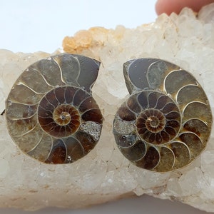 May include: Two halves of a fossilized ammonite shell, showcasing intricate spiral patterns in shades of brown and tan. The fossils rest on a bed of white and light orange quartz crystals, highlighting the natural beauty of the ancient marine creatures.
