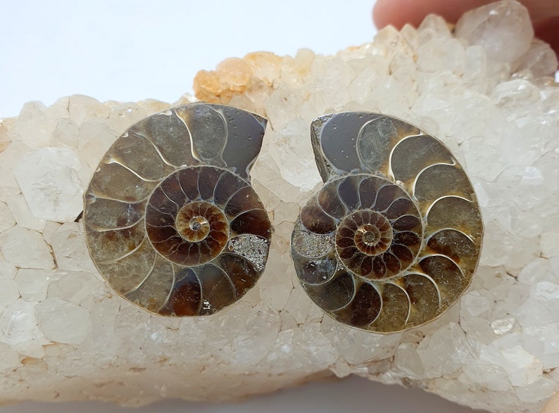 May include: Two halves of a fossilized ammonite shell, showcasing intricate spiral patterns in shades of brown and tan. The fossils rest on a bed of white and light orange quartz crystals, highlighting the natural beauty of the ancient marine creatures.