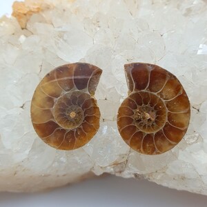 May include: Two fossilized ammonite halves, showcasing intricate spiral patterns in shades of brown and tan. The fossils are set against a backdrop of white and light brown crystalline rock, highlighting their natural beauty.