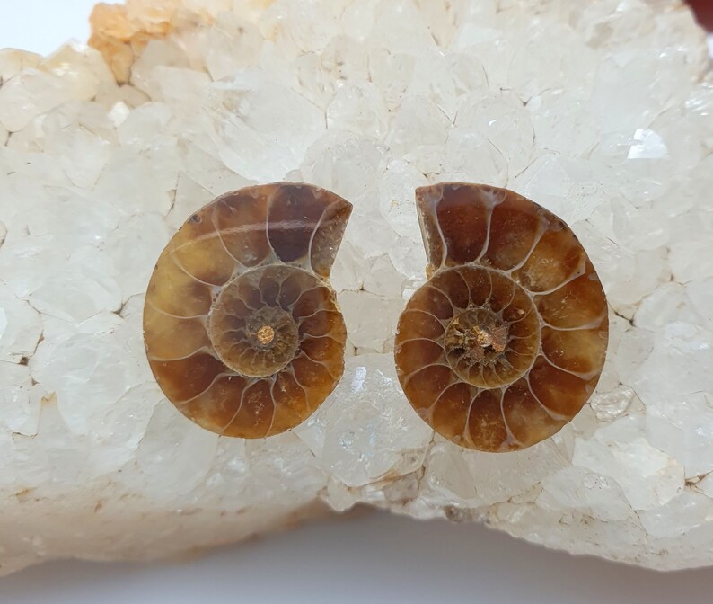 May include: Two fossilized ammonite halves, showcasing intricate spiral patterns in shades of brown and tan. The fossils are set against a backdrop of white and light brown crystalline rock, highlighting their natural beauty.
