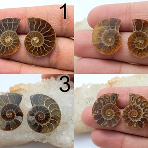 May include: Four pairs of polished ammonite fossils, each displaying a spiral pattern in shades of brown and tan. The fossils are displayed on a white and beige surface, showcasing their intricate details and natural beauty.