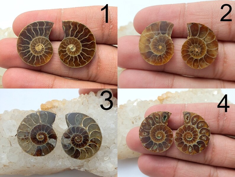 May include: Four pairs of polished ammonite fossils, each displaying a spiral pattern in shades of brown and tan. The fossils are displayed on a white and beige surface, showcasing their intricate details and natural beauty.