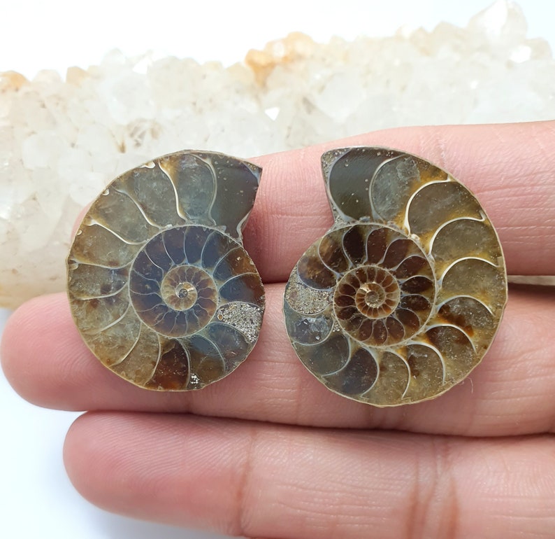 May include: Two halves of a fossilized ammonite shell, showcasing intricate spiral patterns in shades of brown and tan. The fossil's internal chambers are clearly visible, revealing the shell's structure. The ammonite is a natural history item.