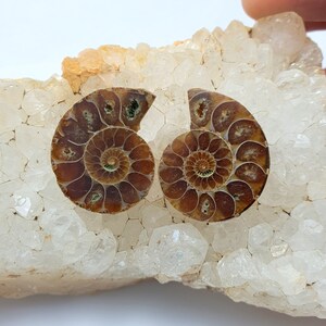 May include: Two polished ammonite fossils with intricate spiral patterns, showcasing shades of brown and tan. The fossils are set on a bed of clear quartz crystals, creating a contrast in textures and colors. The fossils are a natural history item.