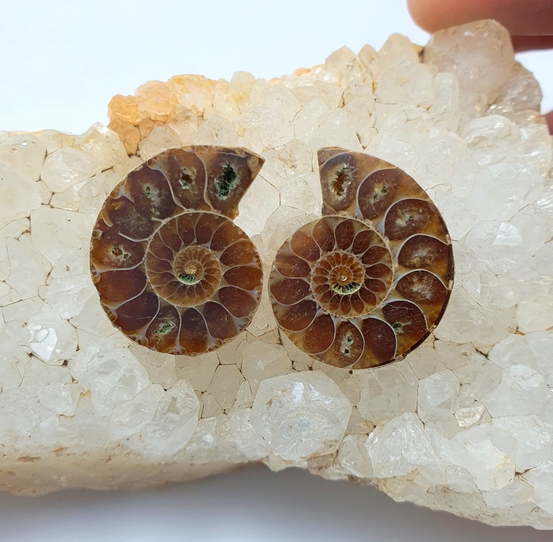 May include: Two polished ammonite fossils with intricate spiral patterns, showcasing shades of brown and tan. The fossils are set on a bed of clear quartz crystals, creating a contrast in textures and colors. The fossils are a natural history item.