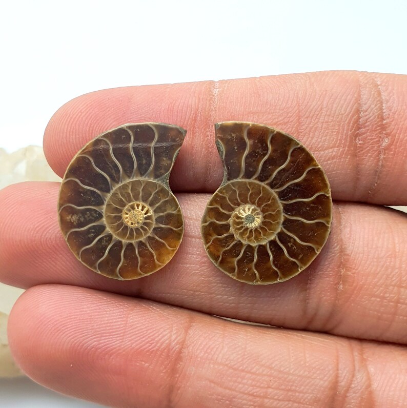 May include: Two polished ammonite fossils, showcasing intricate spiral patterns in shades of brown and tan. The center of each fossil has a golden hue. These ancient marine creatures are a testament to prehistoric life.