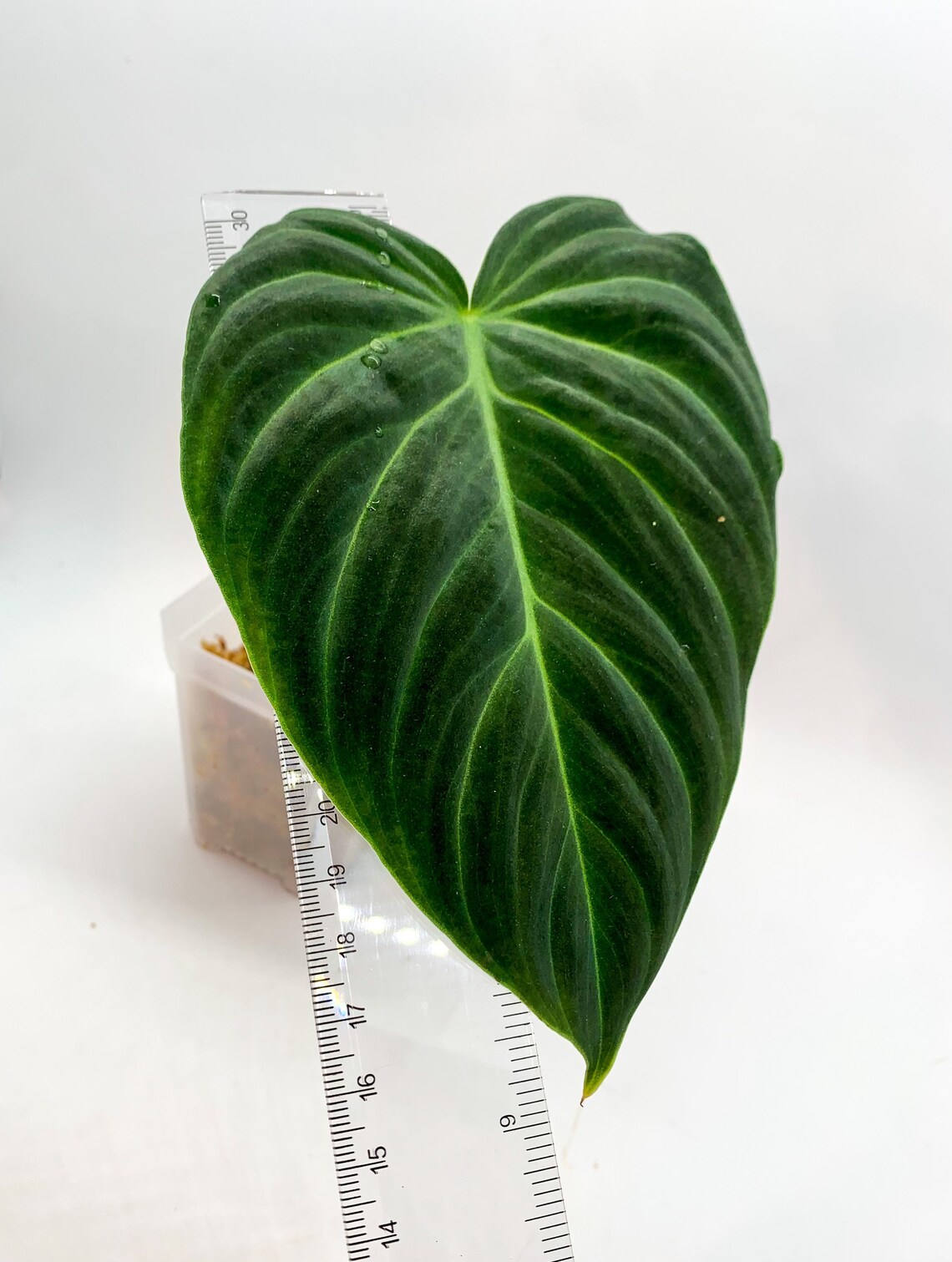 Philodendron Splendid Rooted Cutting Etsy