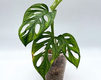 BOGO Variegated Monstera Adansonii Tricolor  (Reverted)