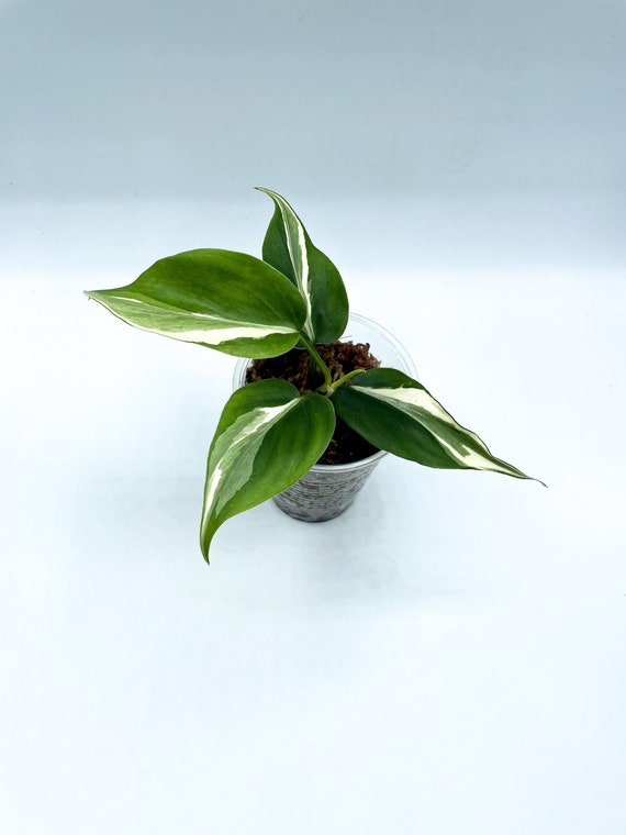 Philodendron Rio - Etsy