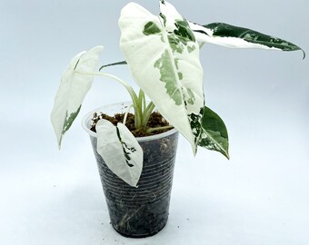 Variegated Alocasia Frydek