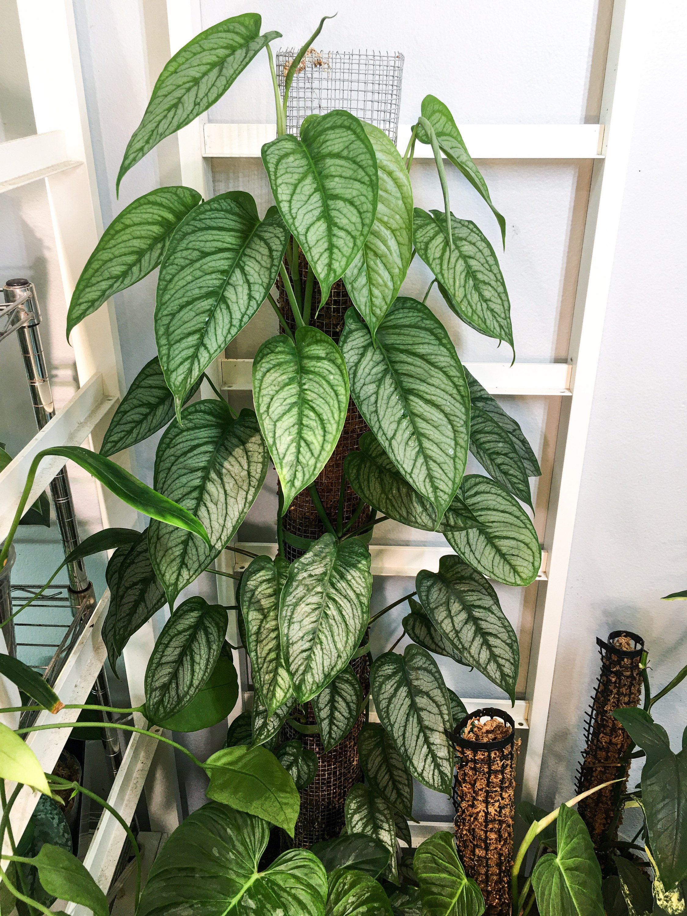 Monstera « Siltepecana » main image 1