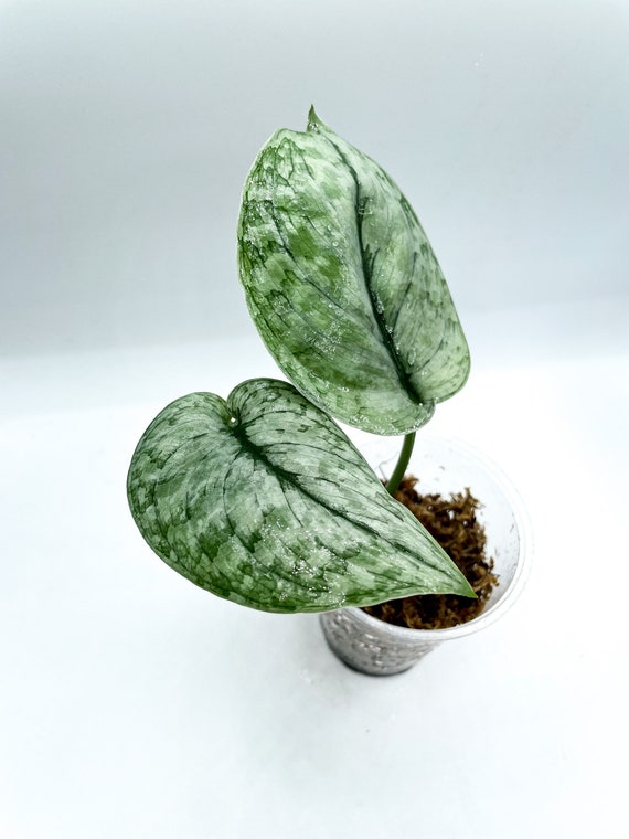 Scindapsus Silver Cloud - Etsy