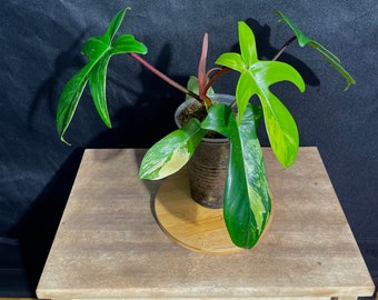 Philodendron Florida Beauty Variegated