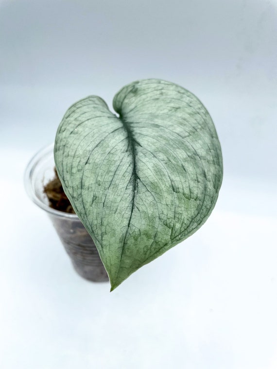 Scindapsus Silver Cloud Rooted Cutting - Etsy Scindapsus Silver Cloud Rooted Cutting - Etsy