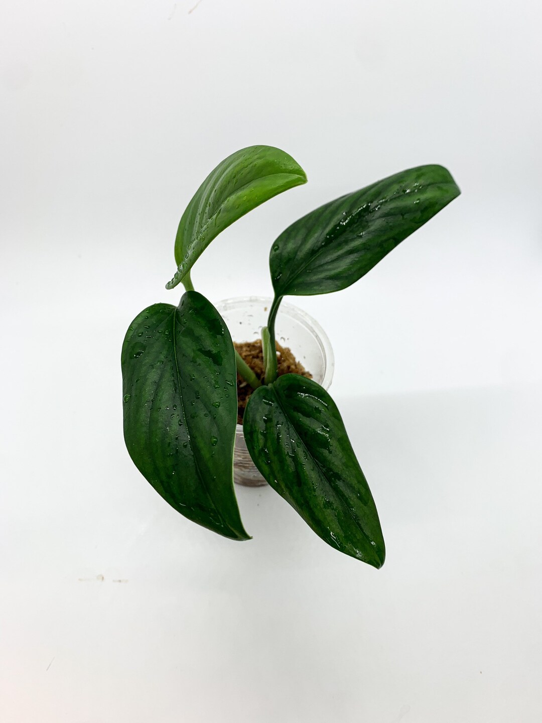 BOGO Reverted Monstera Standleyana green Form - Etsy