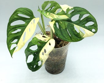 Variegated Monstera Adansonii (Tricolor)