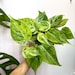 see more listings in the Philodendron  section