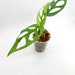 see more listings in the Monstera section