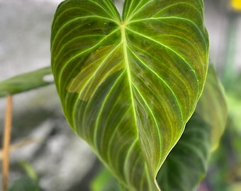 Philodendron Splendid Mid Cut