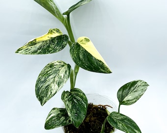 Monstera Standleyana Aurea