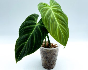 Philodendron Splendid