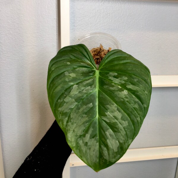 Philodendron Majestic Rooted Cutting