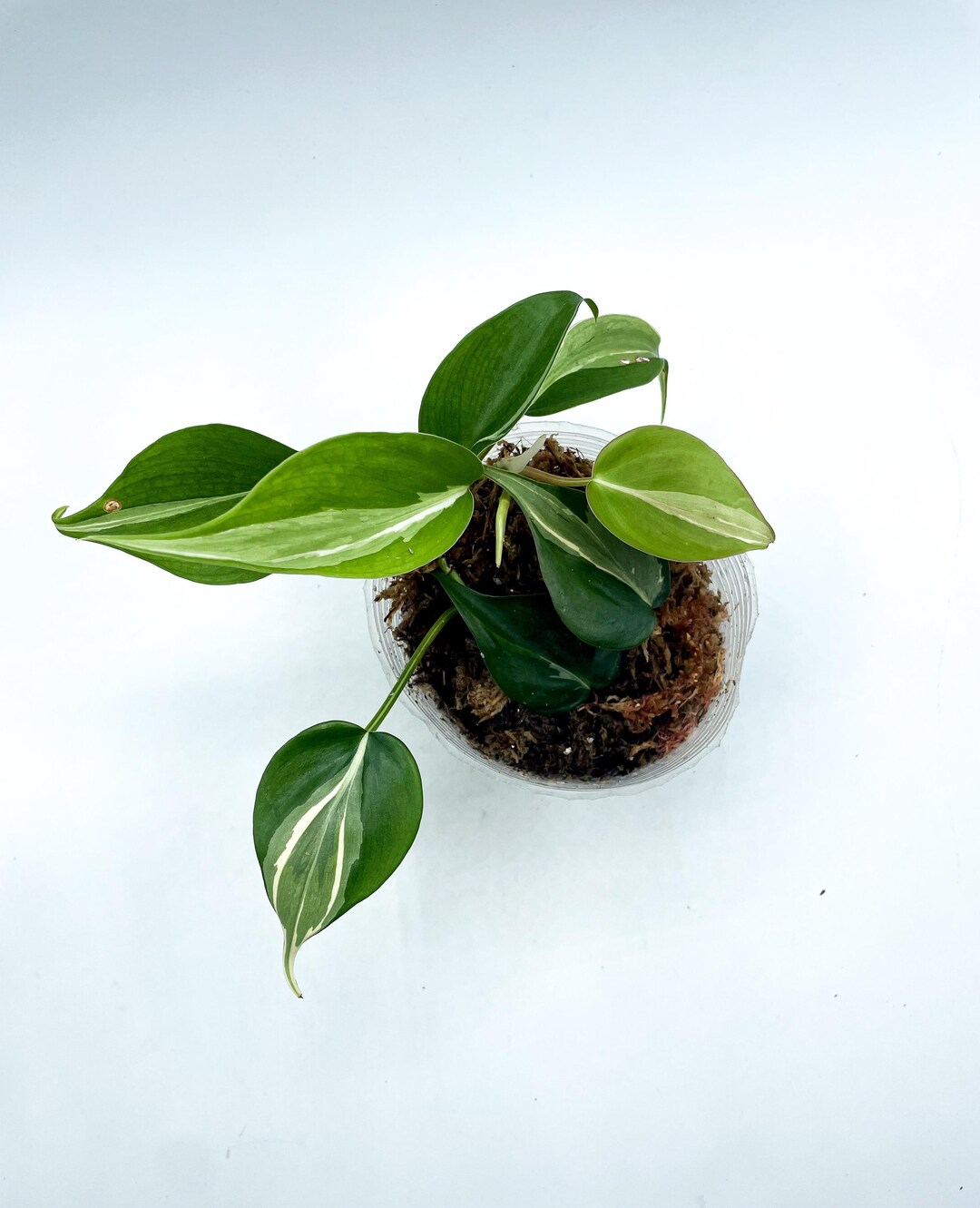 Philodendron Rio - Etsy