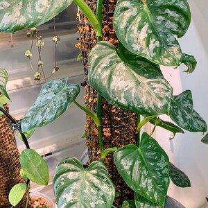 Philodendron Brandtianum Aff (wild Form) - Etsy India